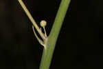 Florida beargrass